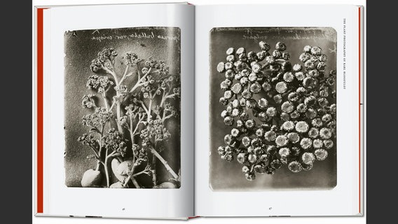 Doppelseite aus "Karl Blossfeldt. The Complete Published Work" © Taschen Verlag Foto: Karl Blossfeldt