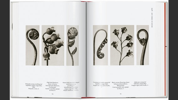 Doppelseite aus "Karl Blossfeldt. The Complete Published Work" © Taschen Verlag Foto: Karl Blossfeldt