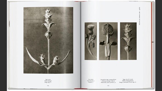 Doppelseite aus "Karl Blossfeldt. The Complete Published Work" © Taschen Verlag Foto: Karl Blossfeldt