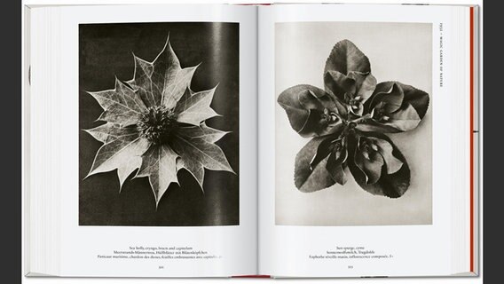 Doppelseite aus "Karl Blossfeldt. The Complete Published Work" © Taschen Verlag Foto: Karl Blossfeldt