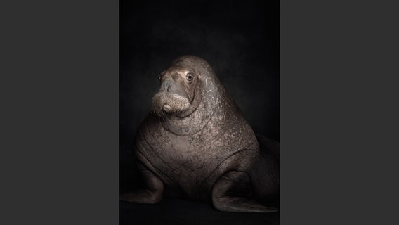 Bild aus "Between Us. Animal Portraits" © Vincent Lagrange 