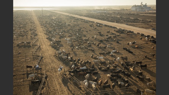 Abbildung aus dem Bildband "Feed the Planet": Luftaufnahme von Rindern auf einer großen Farm © George Steinmetz/Knesebeck Verlag Foto: George Steinmetz