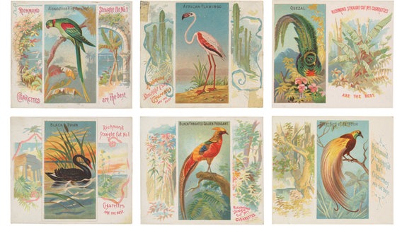 Eine Buchseite aus dem Buch "Birds", die eine Abbildung mit Vögeln zeigt © The Metropolitan Museum of Art: The Jefferson R. Burdick Collection, Gift of Jefferson R. Burdick 