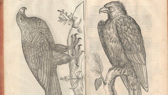 Eine Buchseite aus dem Buch "Birds", die eine Abbildung mit Vögeln zeigt © Library of Congress 