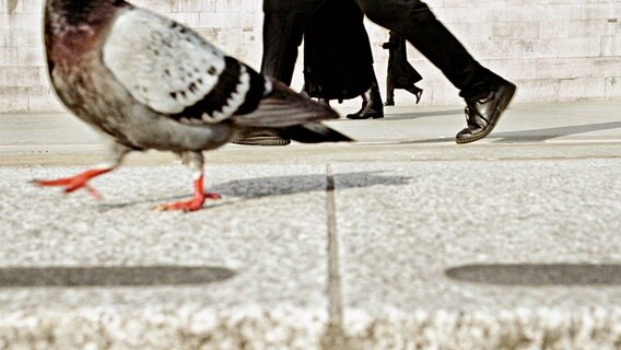 Eine Buchseite aus dem Buch "Birds", die eine Abbildung mit Vögeln zeigt © Matt Stuart 