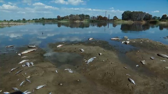 Am Flussufer liegen einige tote Fische © Screenshot NDR 