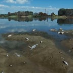 Am Flussufer liegen einige tote Fische © Screenshot NDR 