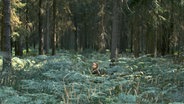 Eine kleines Mädchen steht mitten im Wald auf einer Lichtung mit Farnen und schaut ernst - Szene aus dem Kinofilm "Milchzähne" ©  farbfilm verleih 