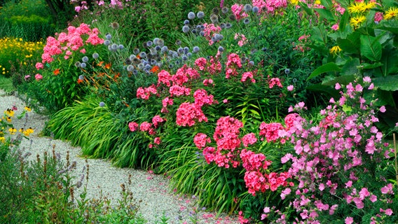 Langblättriger Ehrenpreis Ist Blume Des Jahres | NDR.de - Ratgeber - Garten