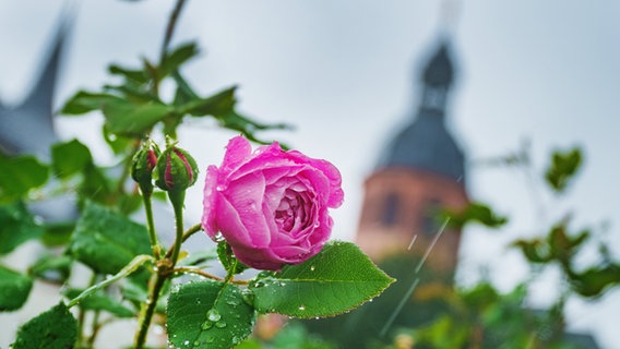 Eine Rose im Klostergarten mit einem Kirchturm im Hintergrund. © picture alliance/dpa | Andreas Arnold Foto: Andreas Arnold