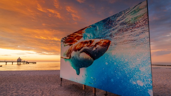 Ein Foto von einem Hai auf einer Stellwand am Strand © Martin Harms Foto: Martin Harms