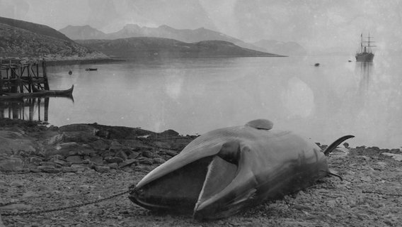 Ein Gemälde eines gefangenen Wals, der auf dem Strand liegt, im Hintergrund ein Schiff © Museumsberg Flensburg 