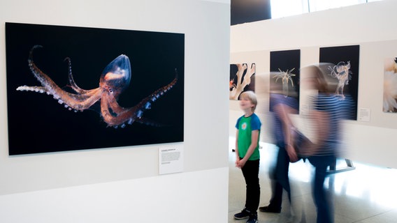 Besucher vor einer Fotografie eines Tintenfisches in der Ausstellung "Wunder der Tiefsee" im Museum Eckernförde © Solvin Zankl 