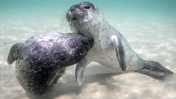 Zwei Seehunde tollen unter Wasser auf dem Meeresboden (Szene aus der Doku "Unsere Meere") © NDR/Martina Andrés/Doclights Naturfilm 