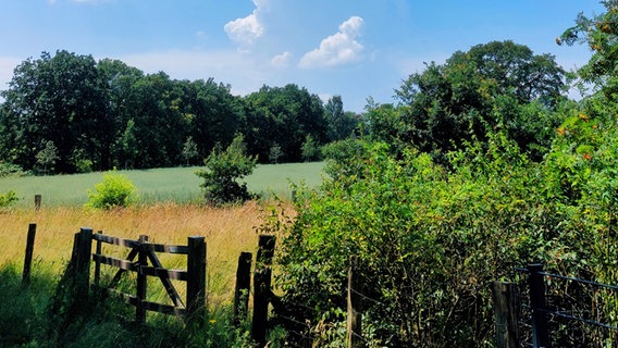 Ein Blick auf eine Weide, Sträucher und Bäume. © Marion Vina 