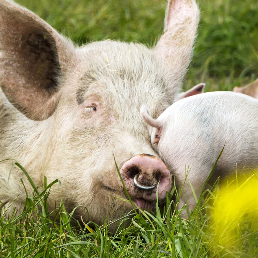 Warum es nicht reicht, "Tierleid" zu verringern