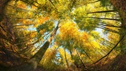 Ein bunter Herbstwald. © picture alliance / Shotshop | Smileus Foto: Smileus