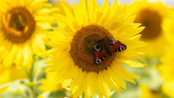 Ein Schmetterling auf einer Sonnenblume © picture alliance/dpa | Daniel Schäfer 