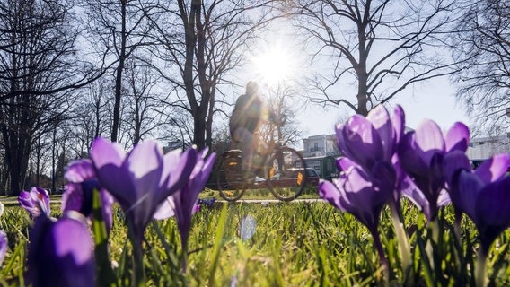 Krokusse blühen bei sommerlichem Februar Wetter an der Hamburger Aussenalster © IMAGO / Lars Berg 