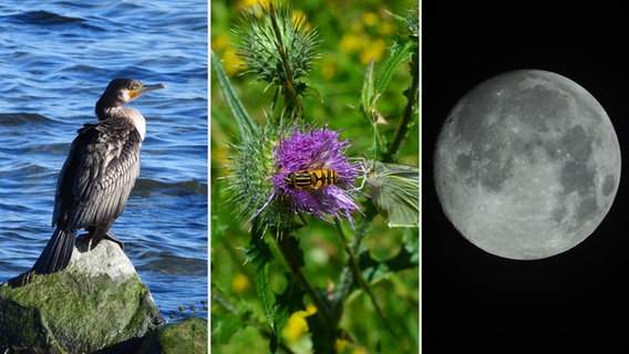 Drei Ausschnitte von Naturfotografien: Ein Vogel, eine Biene, der Mond. © Sarah Toziegel 