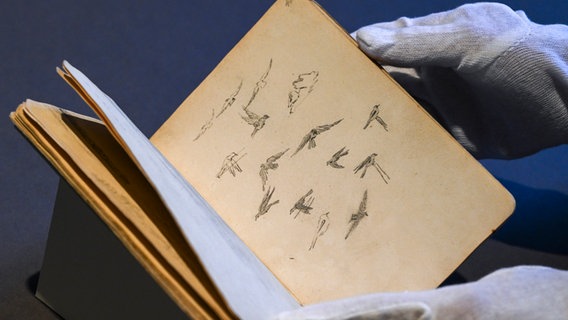 Zwei Hände, die in weißen Handschuhen stecken, halten ein altes Buch in die Höhe, in dem Zeichnungen von Vögeln zu sehen sind. © picture alliance/dpa | Jens Kalaene 