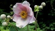 Blühende Herbst-Anemone im Von-Alten-Garten in Hannover © NDR Foto: Andrea Schwyzer