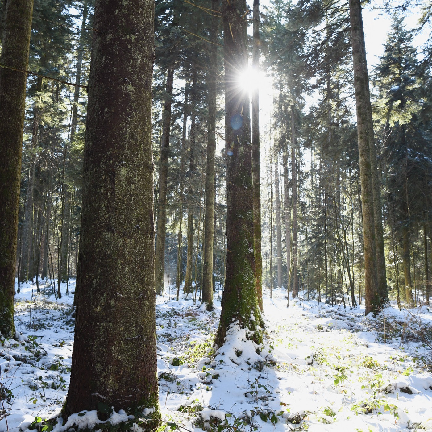 Mein Wald - Drei Menschen im Klimawandel