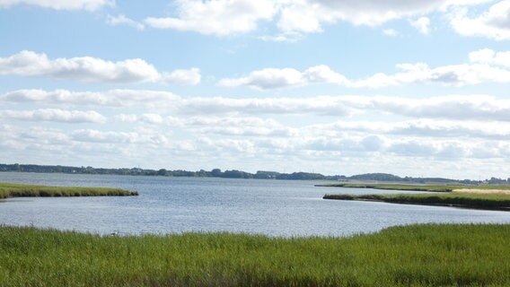 Das Naturschutzgebiet Maasholm mit viel Wasser und einer flachen Landschaft © NDR Foto: Liane Weyers