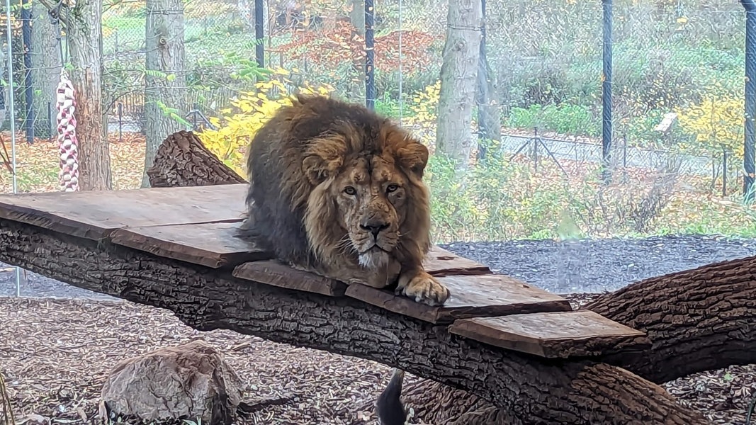 Schweriner Zoo: Scheibe im Löwengehege wird ausgetauscht