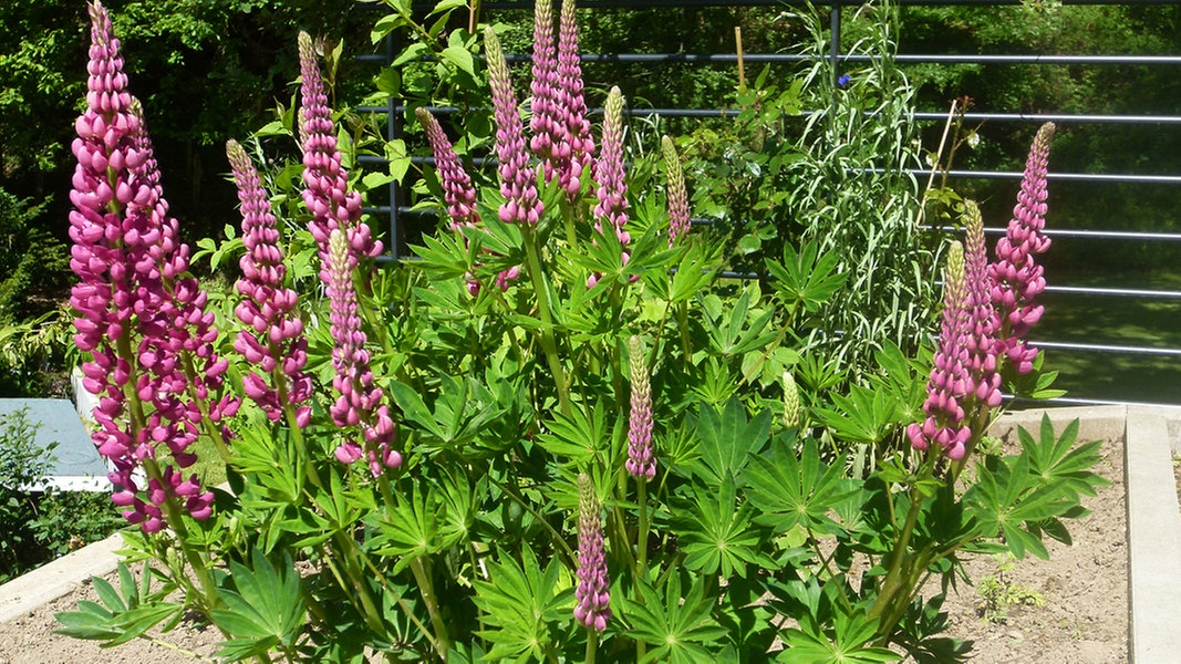 Lupinen - hochwertiger Eiweißlieferant | NDR.de - Ratgeber ...