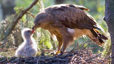 Ein Schreiadler füttert sein Küken. © NDR/NDR Naturfilm/Maris Maskalan 