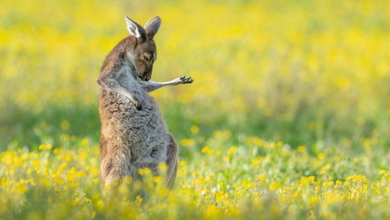 Ein Tierfoto vom Comedy Wildlife Photography Award 2023. © Jason Moore / Comedy Wildlife Photography Awards 2023 Foto: Jason Moore