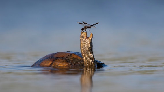 Ein Tierfoto vom Comedy Wildlife Photography Award 2023. © Tzahi Finkelstein / Comedy Wildlife Photography Awards 2023 Foto: Tzahi Finkelstein