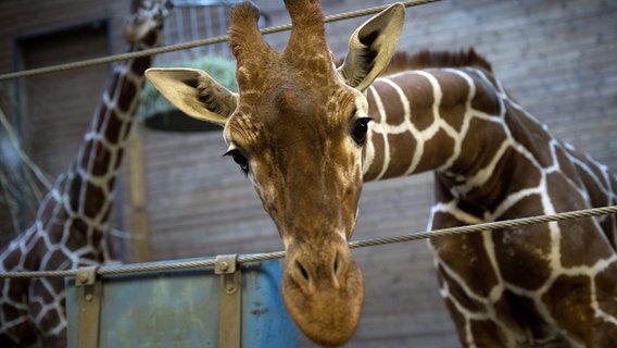 Giraffenbulle Marius © dpa - Bildfunk Foto: Keld Navntoft