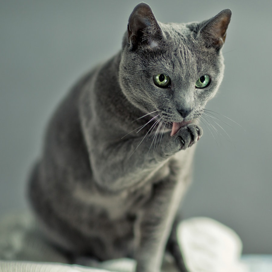 Zu sehen ist eine silbergraue Katze, die sich die Pfote leckt. © nailiaschwarz / photocase.de Foto: nailiaschwarz