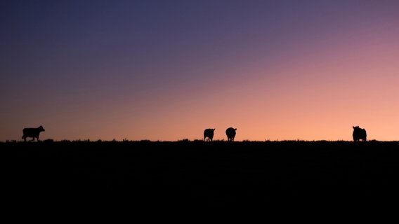 Im Hintergrund geht die Sonne unter, während auf dem Deich Tiere grasen. © Catalenca / photocase.de 