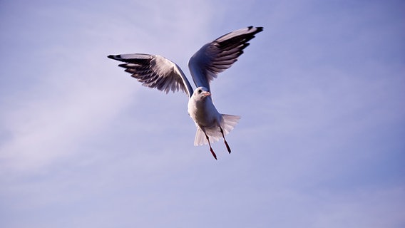 Eine Möwe fliegt im Wind. © jaeschko / photocase.de 