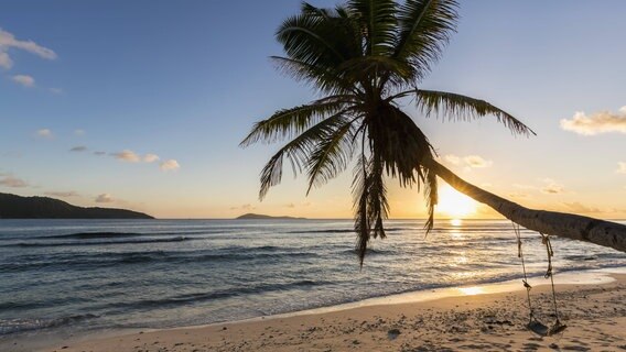 Palme am Strand. © imago/Westend61 Foto: imago/Westend61