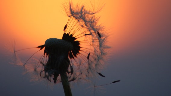 Eine Pustblume bei Sonnenuntergang. © feuermond / photocase.de Foto: feuermond / photocase.de