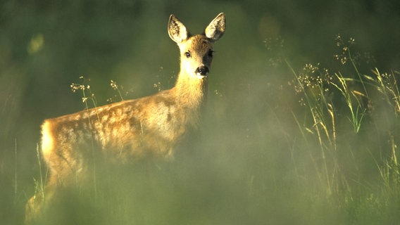 Ein Reh-Kitz auf einer Wiese. © picture alliance/WILDLIFE Foto: WILDLIFE/M.Hamblin