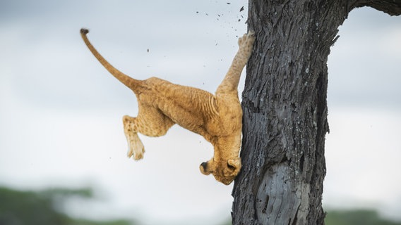 Finalist des Comedy Wildlife Photography Awards 2022. © Jennifer Hadley / Comedy Wildlife Photography Awards 2022 Foto: Jennifer Hadley / Comedy Wildlife Photography Awards 2022