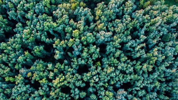 Das Bild zeigt einen Wald mit vielen Bäumen, die dicht nebeneinander stehen, von oben. © Photocase.de / georghundt Foto: georghundt