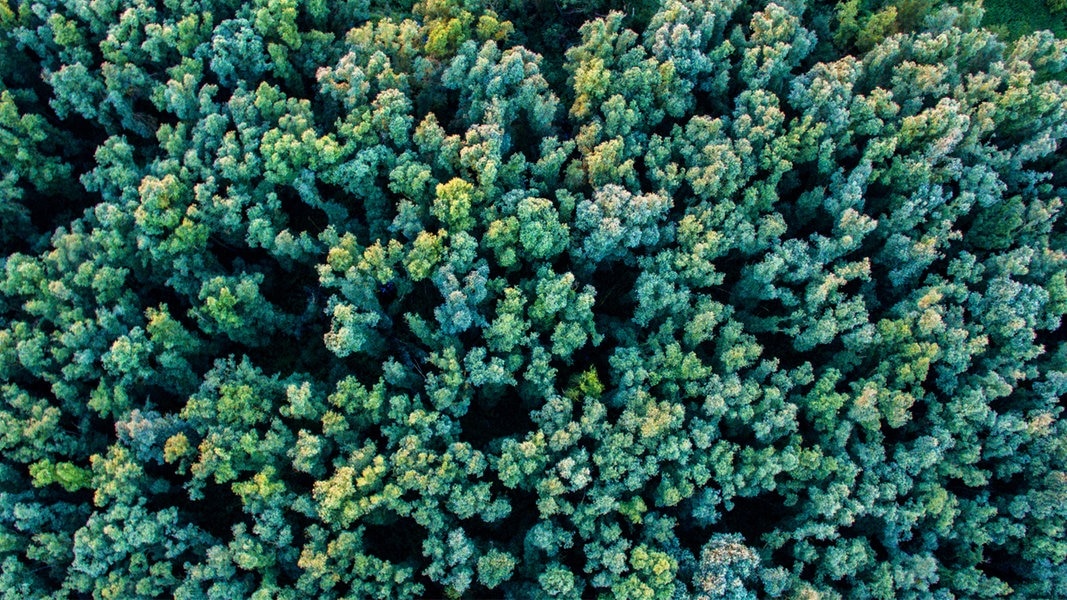 Waldzustandsbericht 2024: Wäldern in SH geht es schlechter