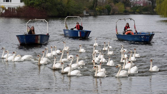 Mitarbeiterinnen und Mitarbeiter des Schwanenwesens begleiteten mit Booten die Alsterschwäne in Richtung Außenalster. © picture alliance/dpa Foto: Marcus Brandt