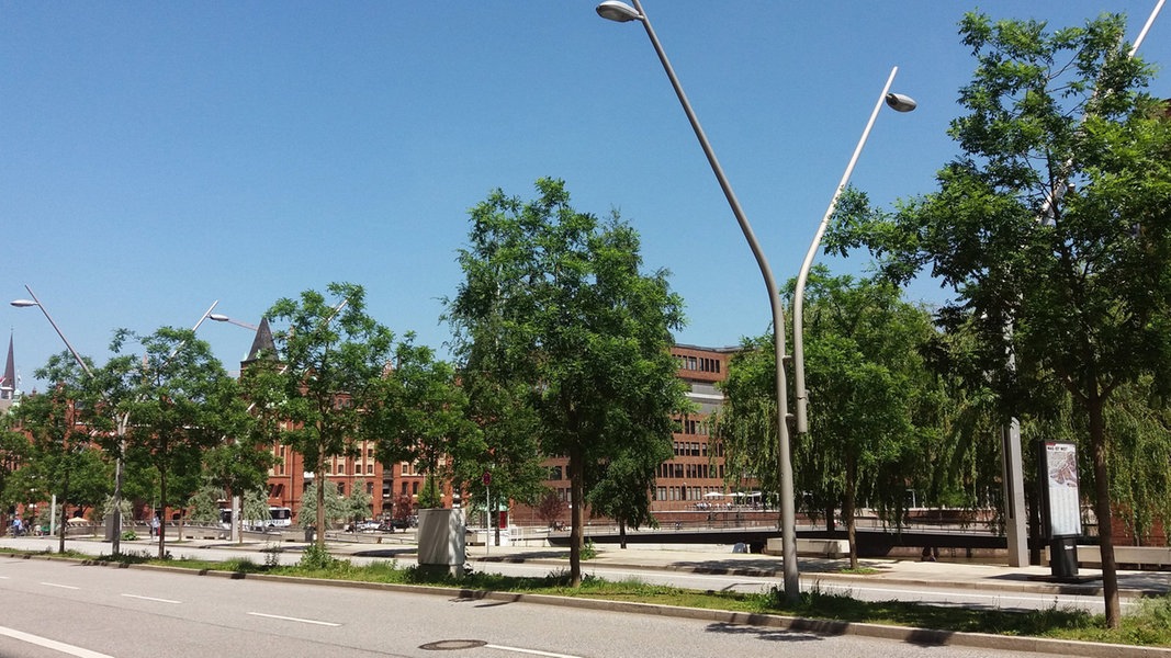 Straßenbäume in Hamburg: 2023 wurde mehr gepflanzt als gefällt