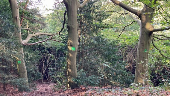 Bäume im Waldpark Falkenstein, die angebohrt wurden. © Bezirksamt Altona 