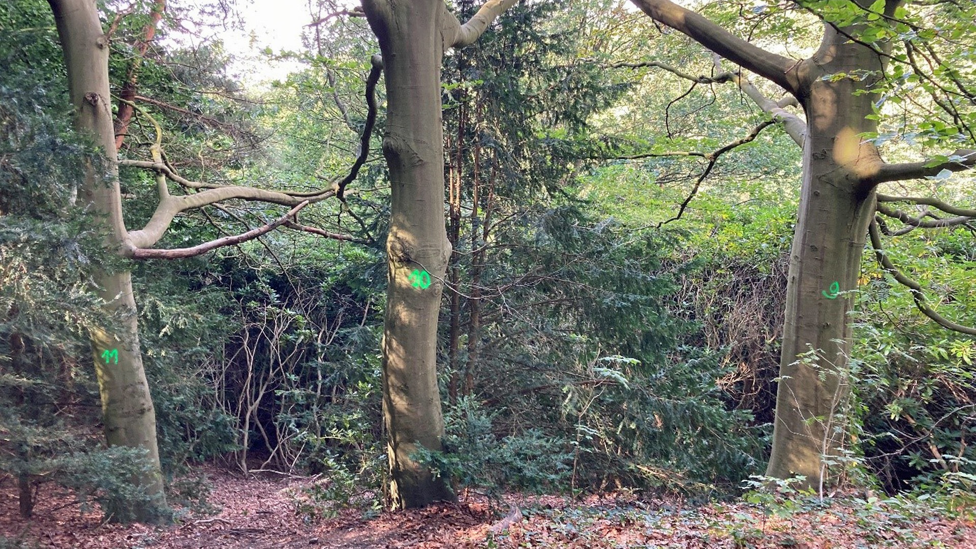 Waldpark Falkenstein: Bäume angebohrt und vergiftet