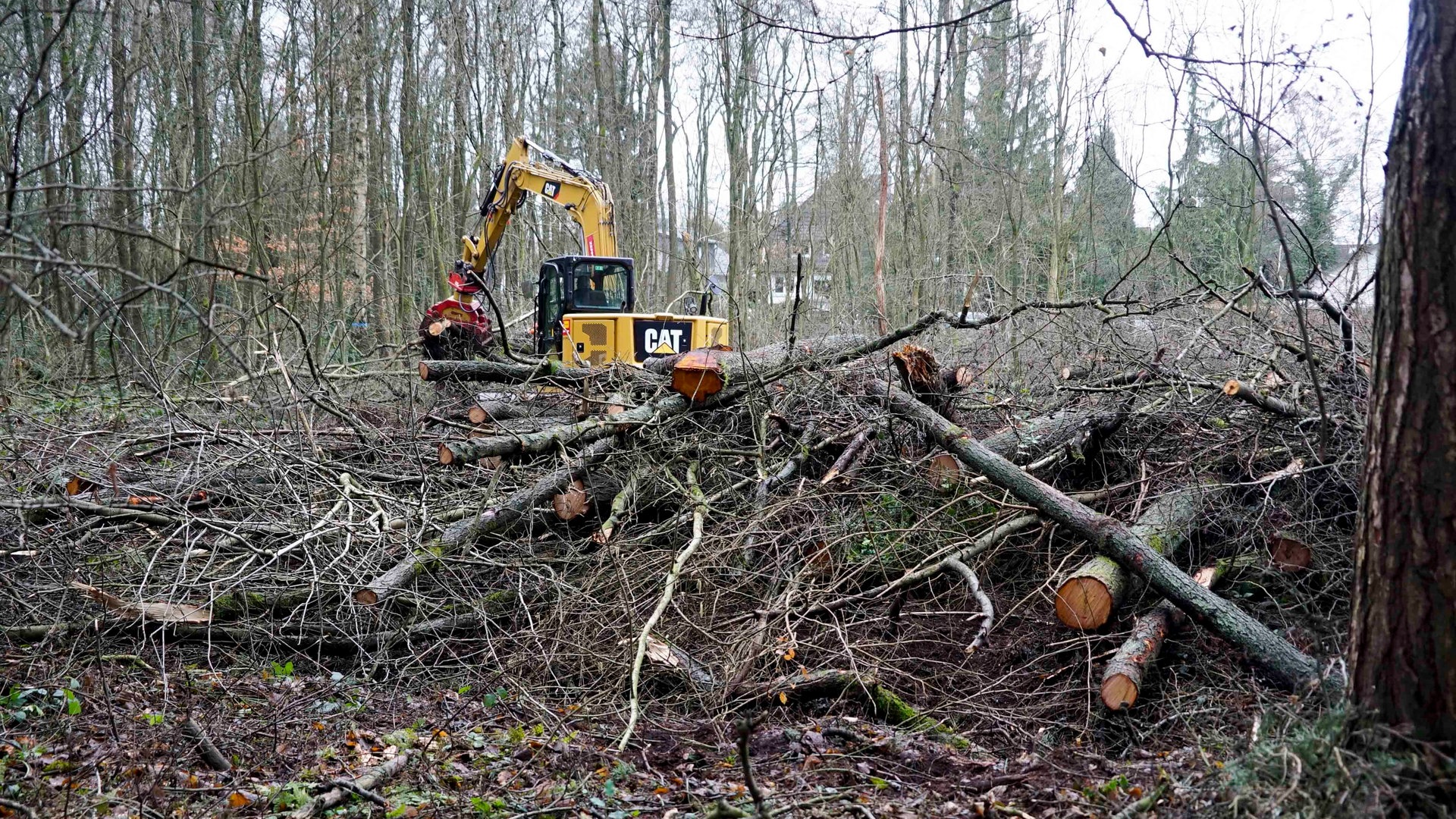 816 Bäume in Hamburg gefällt: Kritik vom Naturschutzbund