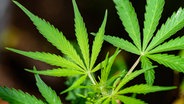 Blätter einer Cannabis-Pflanze © IMAGO / localpic 