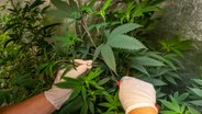 In einer Cannabis-Plantage werden Cannabis-Setzlinge geschnitten. © picture alliance Foto: Peter Kneffel